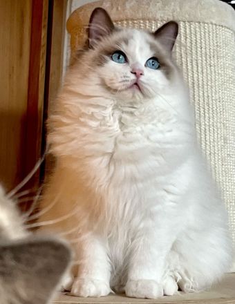 Ragdoll-Träume suchen ihren „Für-immer-Hafen“ 🐾