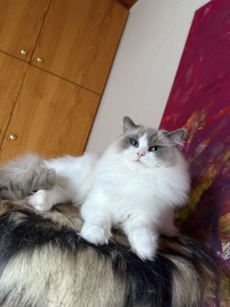 Ragdoll-Träume suchen ihren „Für-immer-Hafen“ 🐾
