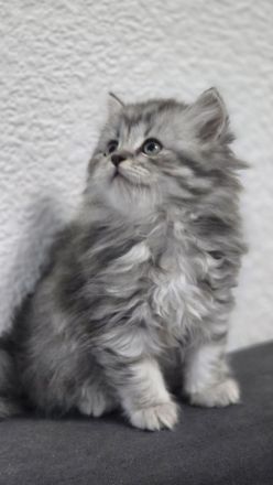 Maine coon & BKH Mix
