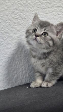 Maine coon & BKH Mix