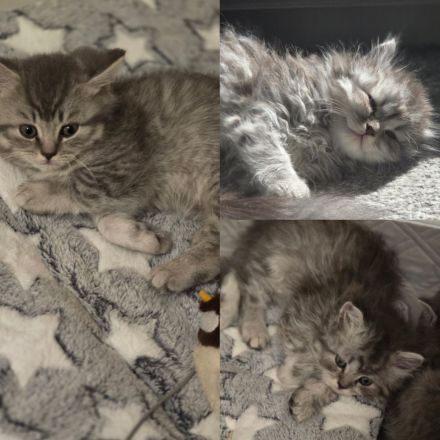 Maine coon & BKH Mix