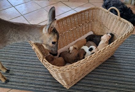 Reinrassige Havaneserwelpen mit Papiere zu verkaufen