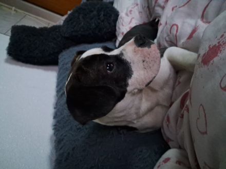 Nala sucht ihr neues liebevolles Zuhause