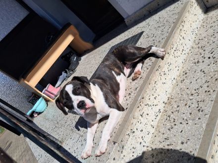 Nala sucht ihr neues liebevolles Zuhause