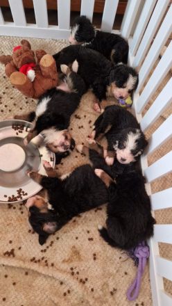 3 Rüden suchen noch ihr Rudel. Das Weibchen ist vermittelt!