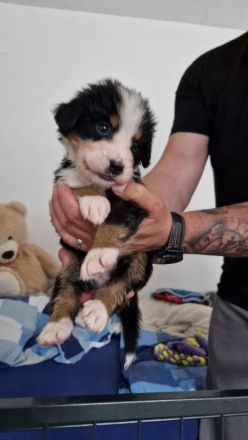 3 Rüden suchen noch ihr Rudel. Das Weibchen ist vermittelt!