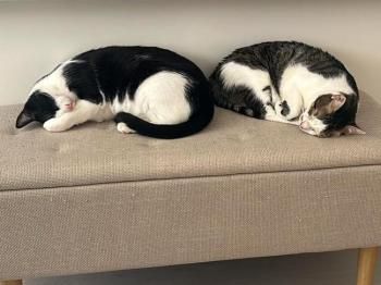 Coco und Burpee