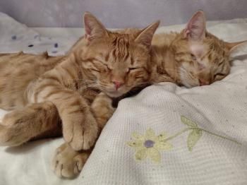 Cosmo und Wanda, Handicats