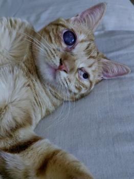 Cosmo und Wanda, Handicats