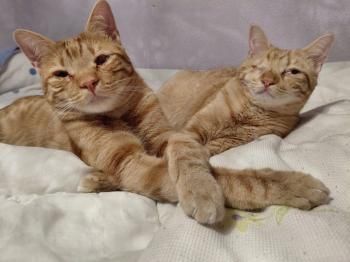 Cosmo und Wanda, Handicats