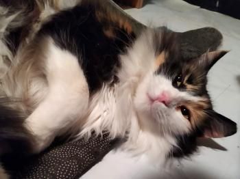Katia, FIV positiv