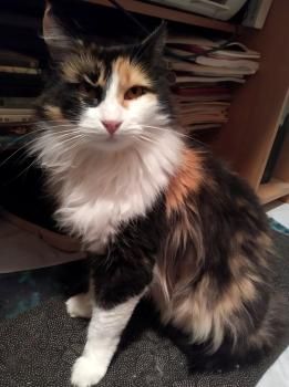 Katia, FIV positiv