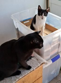 Yin, Yan und Oso, 1 und 6 Jahre jung