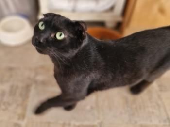 Yin, Yan und Oso, 1 und 6 Jahre jung