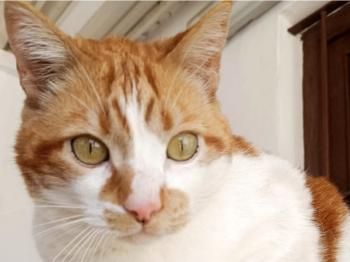 Yin, Yan und Oso, 1 und 6 Jahre jung