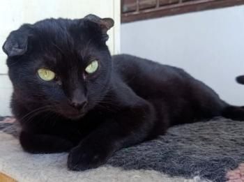 Yin, Yan und Oso, 1 und 6 Jahre jung