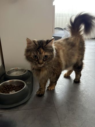 Kitten suchen neues Zuhause