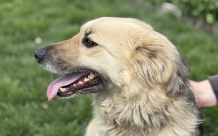 Baylee sucht ein Zuhause