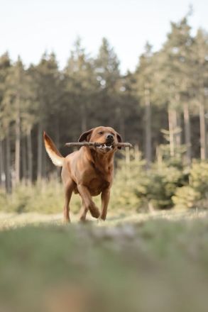 Labrador Foxred Deckrüde