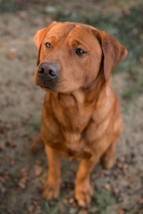 Labrador Foxred Deckrüde