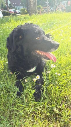 Beauty unser Herzenshund...