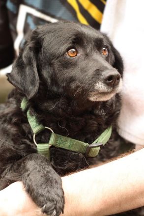 Beauty unser Herzenshund...
