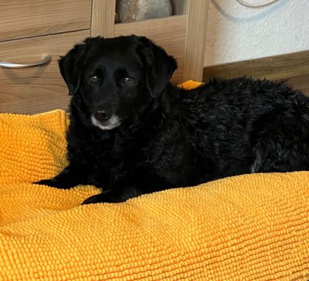 Beauty unser Herzenshund...