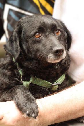 Beauty unser Herzenshund...