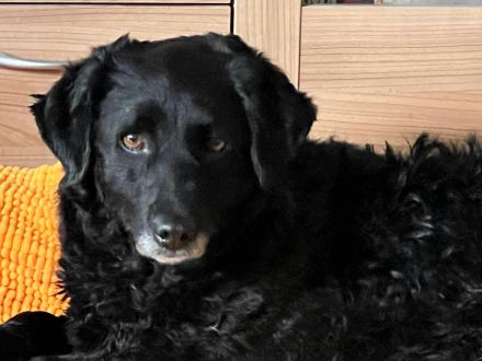 Beauty unser Herzenshund...