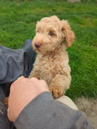 🐾 Australische Labradoodle Welpen – zuhause aufgezogen, sozial & hypoallergen