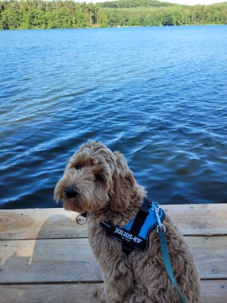🐾 Australische Labradoodle Welpen – zuhause aufgezogen, sozial & hypoallergen