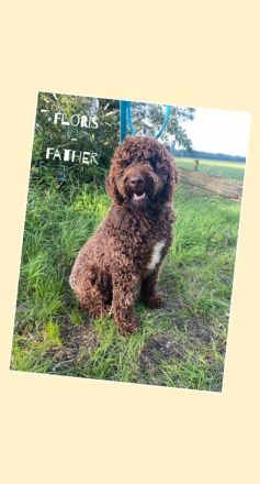 🐾 Australische Labradoodle Welpen – zuhause aufgezogen, sozial & hypoallergen