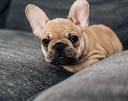 Suche französische Bulldogge Welpen Rüden