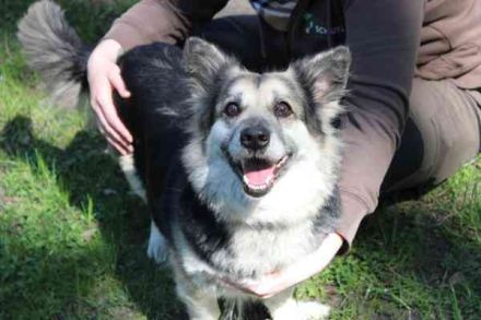 Xenia, Schäferhund-Dackel-Mix, geb. 2016 sucht ruhiges Zuhause als Einzelhündin