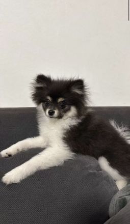 Ares Zwergspitz