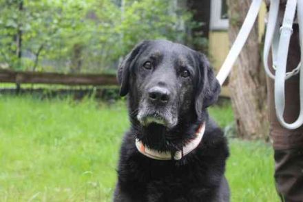 Benthley, Labrador-Mix, geb. 2014, ein lieber, ruhiger und ausgeglichener Senior