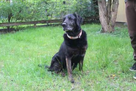 Benthley, Labrador-Mix, geb. 2014, ein lieber, ruhiger und ausgeglichener Senior