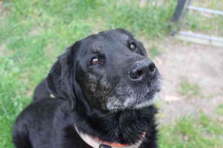 Benthley, Labrador-Mix, geb. 2014, ein lieber, ruhiger und ausgeglichener Senior
