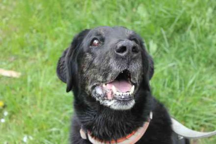 Benthley, Labrador-Mix, geb. 2014, ein lieber, ruhiger und ausgeglichener Senior