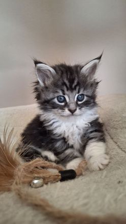 Maine Coon Kitten Katze Kater