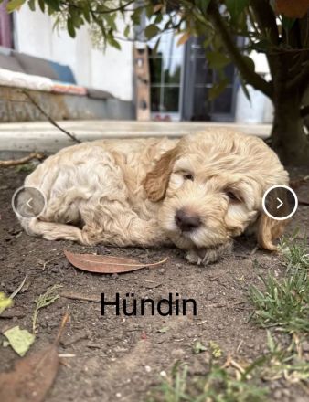 Wunderschöne Labradoodlewelpen