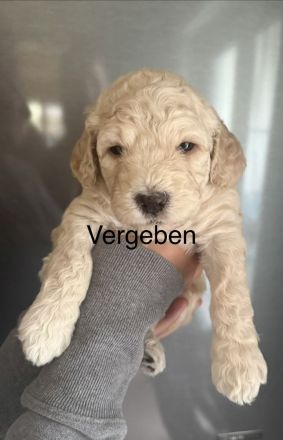 Wunderschöne Labradoodlewelpen
