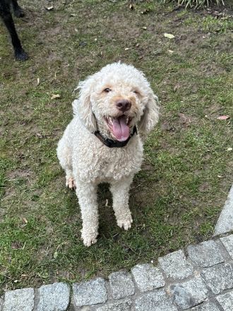 Wunderschöne Labradoodlewelpen
