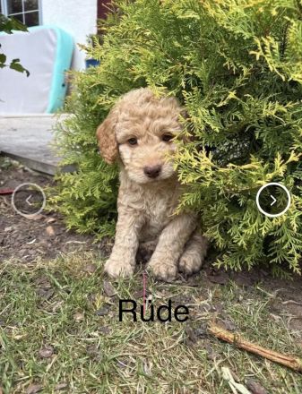 Wunderschöne Labradoodlewelpen