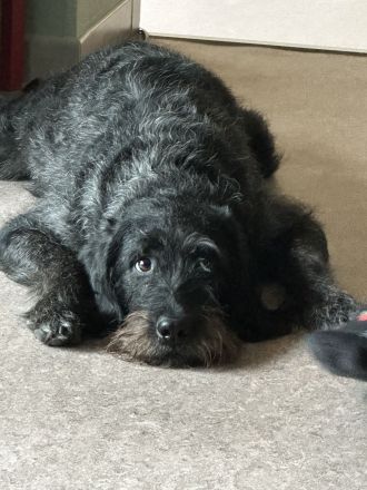 Wunderschöne Labradoodlewelpen