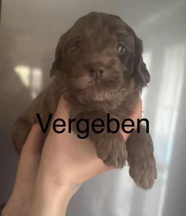 Wunderschöne Labradoodlewelpen