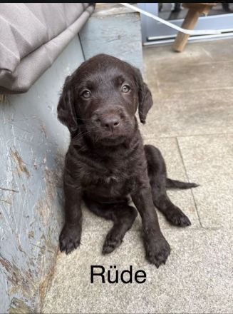 Wunderschöne Labradoodlewelpen