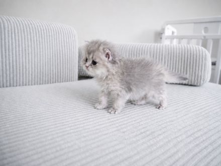 Britisch BKH BLH Kitten golden mit Stammbaum