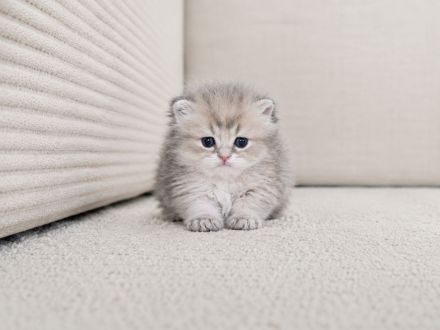 Britisch BKH BLH Kitten golden mit Stammbaum