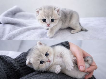 Britisch BKH BLH Kitten golden mit Stammbaum